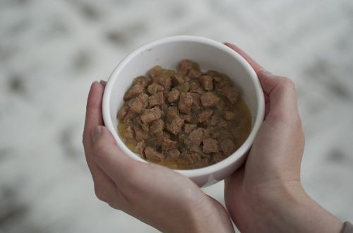 Wet Cat Food: 4 Label Facts You Should Check Before You Buy