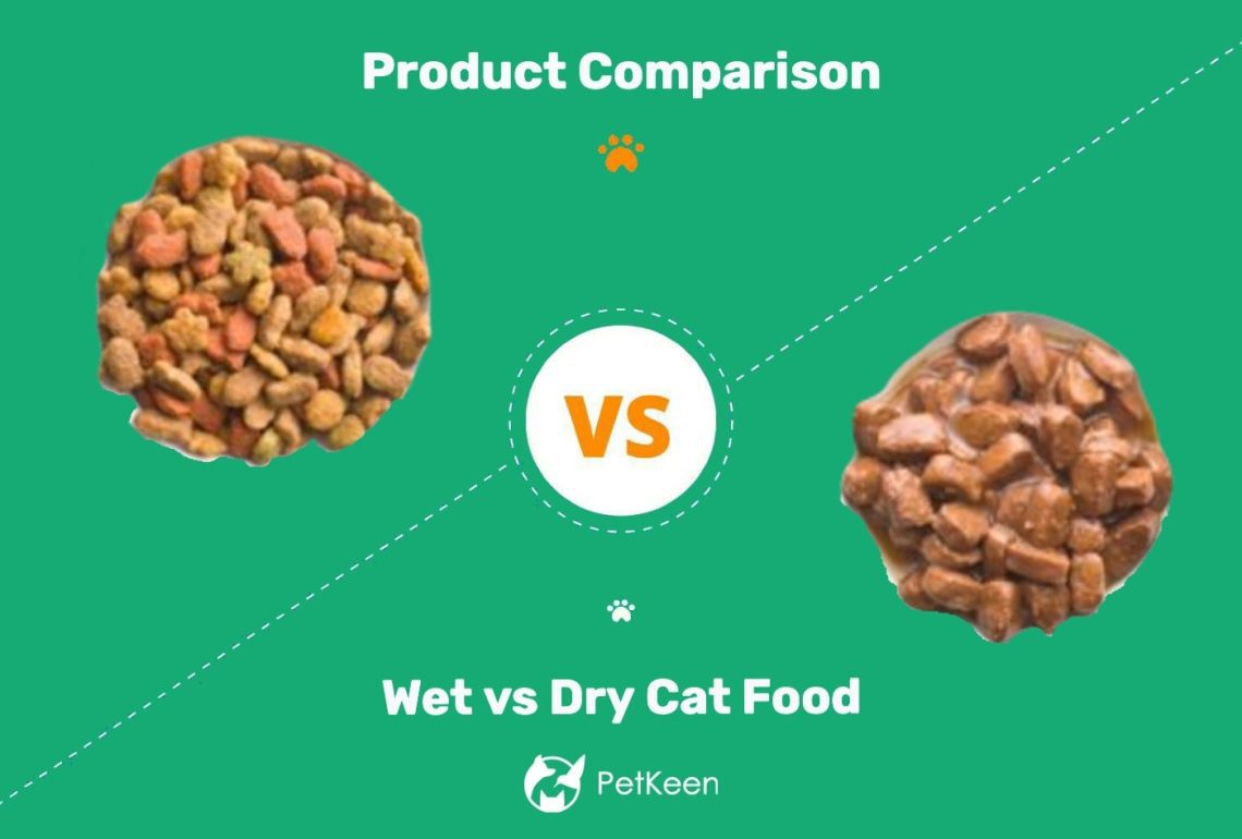 Wet or dry cat food: which is better?