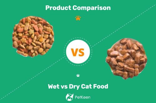 Mokra ili suva hrana za mačke: koja je bolja?
