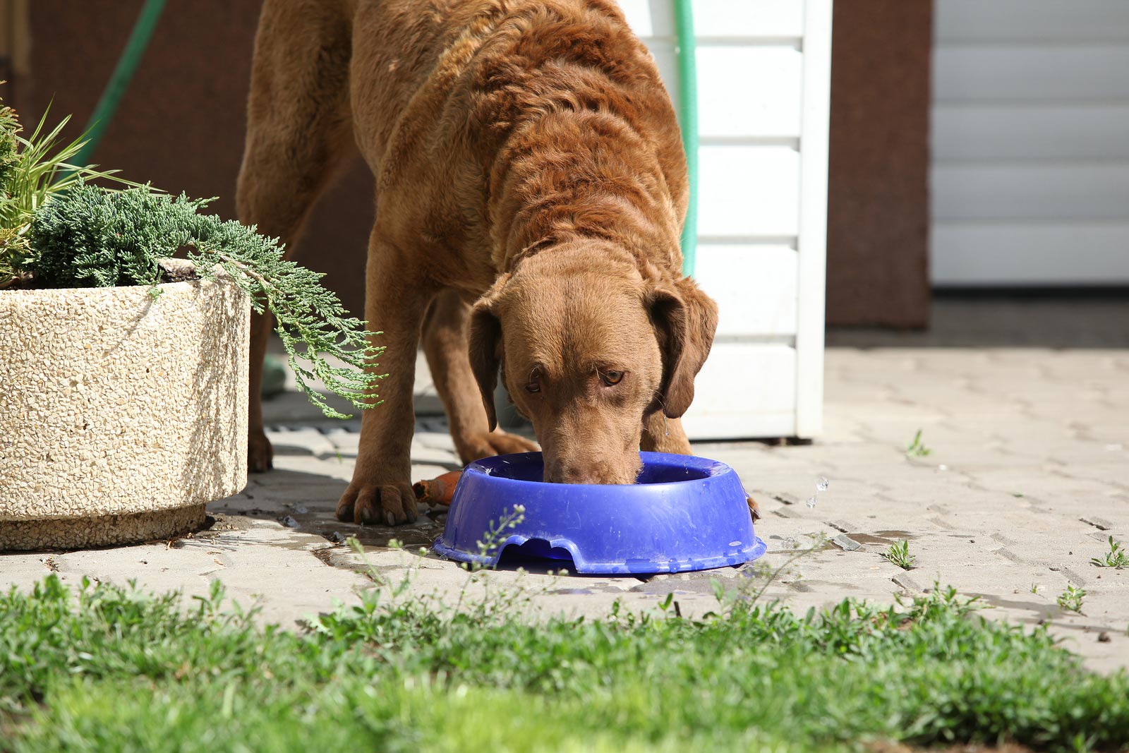 Wet or dry dog ​​food: which is best for your pet?