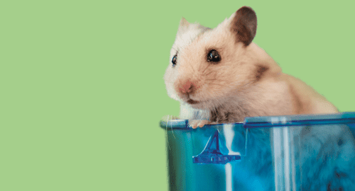 Wet tail in a hamster: symptoms, prevention and treatment