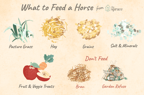What and how to feed a horse