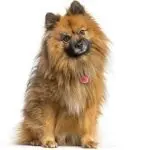 What and how to feed a spitz at different ages so that there are no health problems
