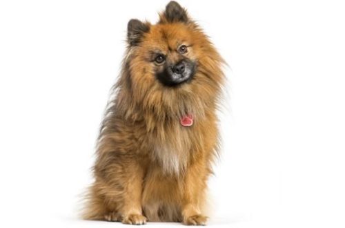What and how to feed a spitz at different ages so that there are no health problems