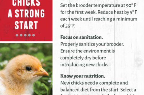 Mida ja kuidas kanu toita: ühepäevaste tibude eest hoolitsemine ja kasulikud nõuanded kogenud linnukasvatajatelt