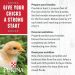 How to make a brooder for chickens with your own hands: manufacturing technology