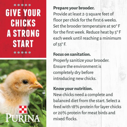 What and how to feed chickens: care for day old chicks and useful advice from experienced poultry farmers