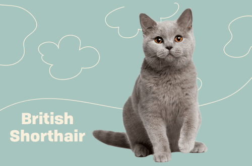 What are British cats: varieties and features of breeds