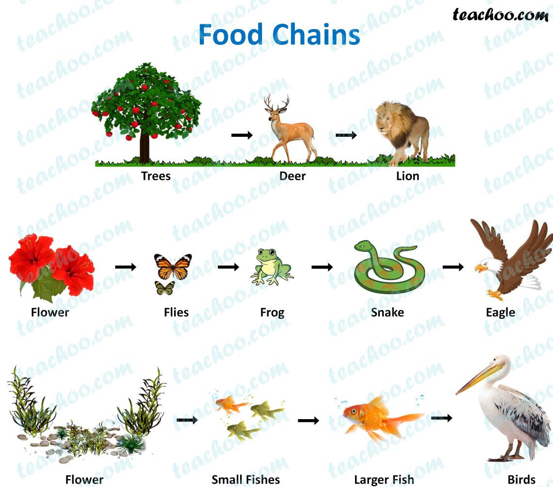 What are food chains in different forests: description and examples