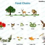 What are food chains in different forests: description and examples