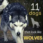 What are the breeds of dogs that look like wolves and their types