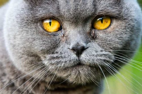 What breed is better to mate Scottish Fold cats
