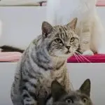 What breed of cats from Whiskas dry food advertisement is used in it