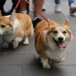 What breed of dog does Queen Elizabeth love and breed so much?