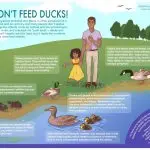What can a wild duck eat: the main food for ducks in nature