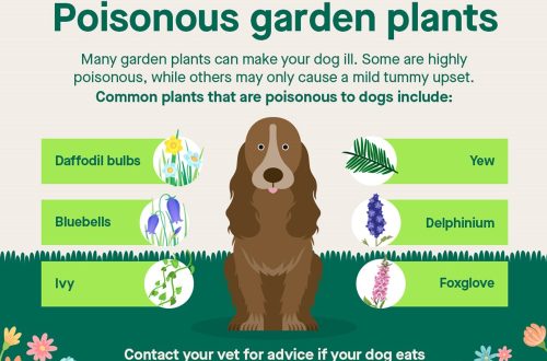 What can poison a dog and how to help it