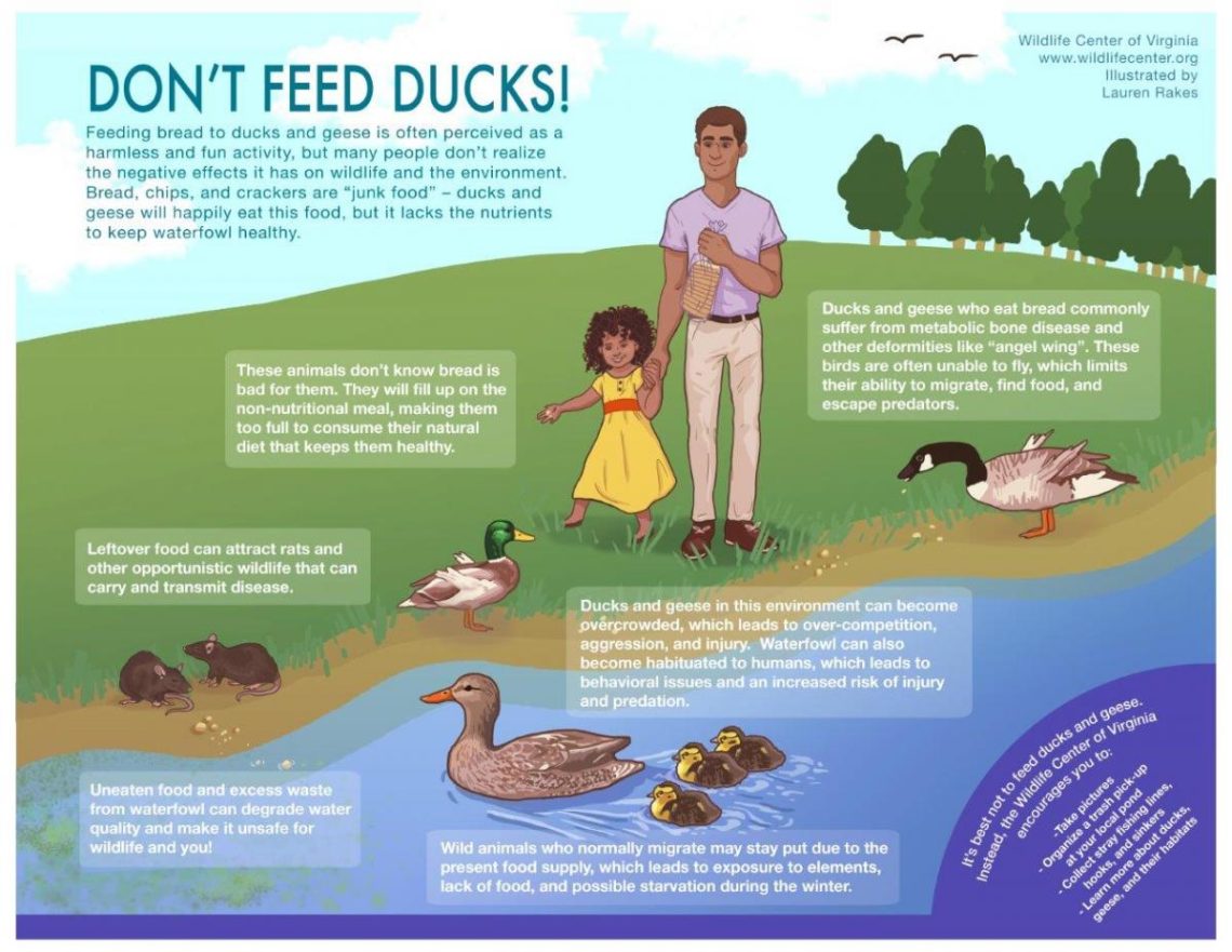 What can you feed wild and domestic ducks in various conditions