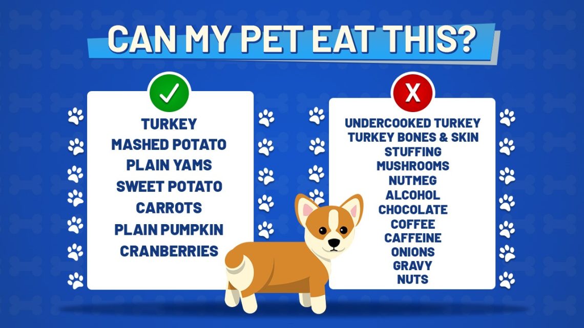 What can you feed your dog for the holidays?