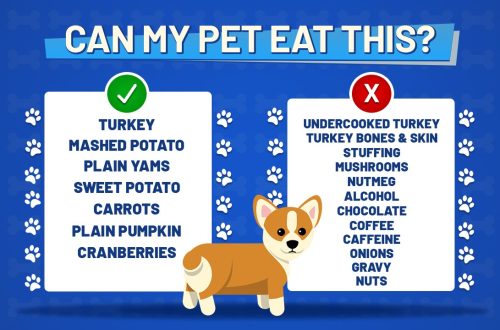 Ի՞նչ կարող եք կերակրել ձեր շանը տոներին: