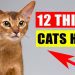 Causes of salivation in cats