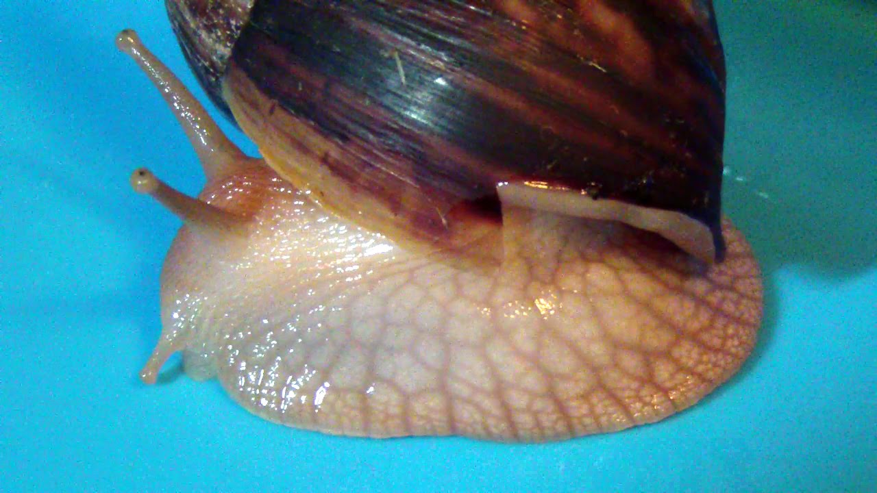 What causes a snail shell to crack?