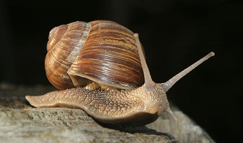 What causes a snail shell to crack?