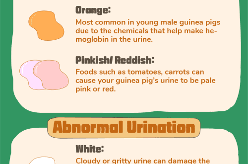 What color can guinea pig urine be: white and other shades