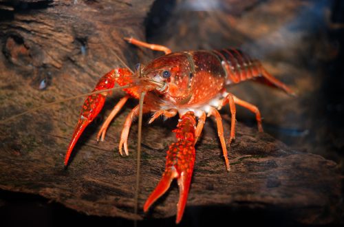 What conditions do you need to provide crayfish at home and how to feed them