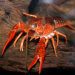 Crayfish nutrition: what crayfish are used to eating in nature and what they are fed in captivity