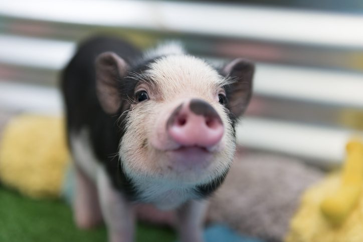 What determines the weight of newborn Vietnamese piglets