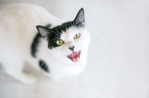 What do 5 different cat &#8220;meows&#8221; mean?