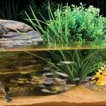 What do aquatic turtles eat at home, what can you feed small decorative aquarium turtles and what not