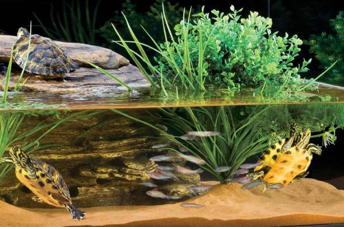 What do aquatic turtles eat at home, what can you feed small decorative aquarium turtles and what not