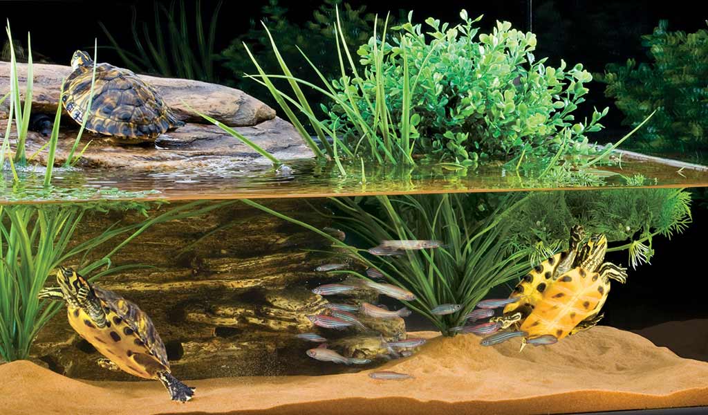 What do aquatic turtles eat at home, what can you feed small decorative aquarium turtles and what not
