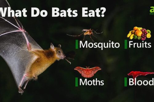 Mida nahkhiired tavaliselt söövad: mida nende dieet sisaldab ja kuidas nad paljunevad