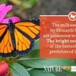 What do butterflies eat in nature: interesting information