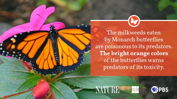 What do butterflies eat in nature: interesting information