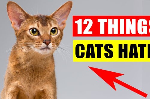 What do cats hate the most?