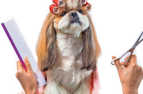 What do dogs like and how to pamper them?