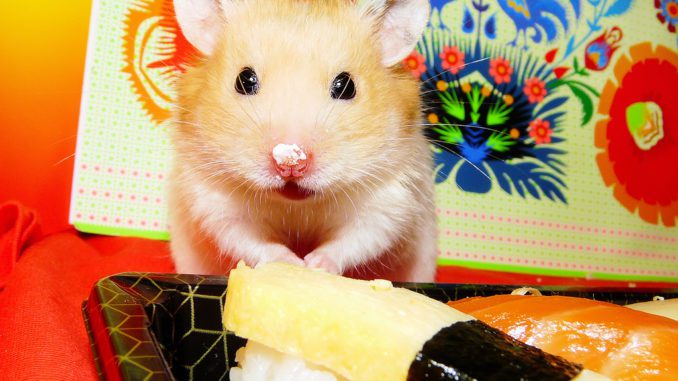 What do hamsters eat at home: a list of foods that can and should not be given to eat