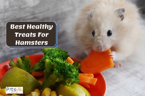 What do hamsters like to eat the most: treats, snacks, store-bought and do-it-yourself treats