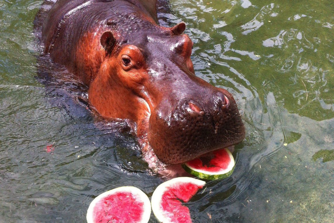 What do hippos eat in the wild and zoo