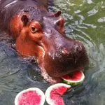 What do hippos eat in the wild and zoo