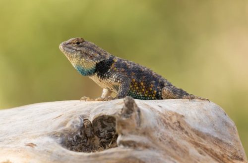 What do lizards eat at home: maintenance, feeding and care
