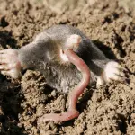 What do moles eat, are they pests for the garden and why?