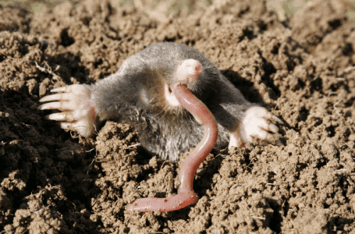 What do moles eat, are they pests for the garden and why?