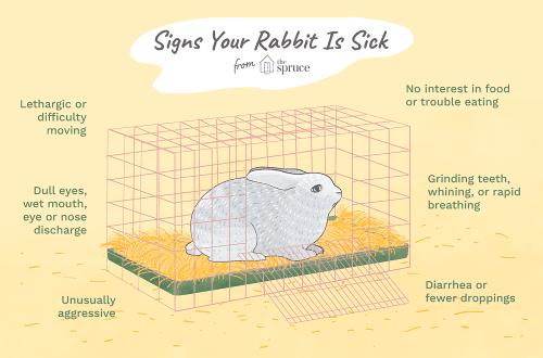 What do rabbits get sick, and how to treat them &#8211; tips