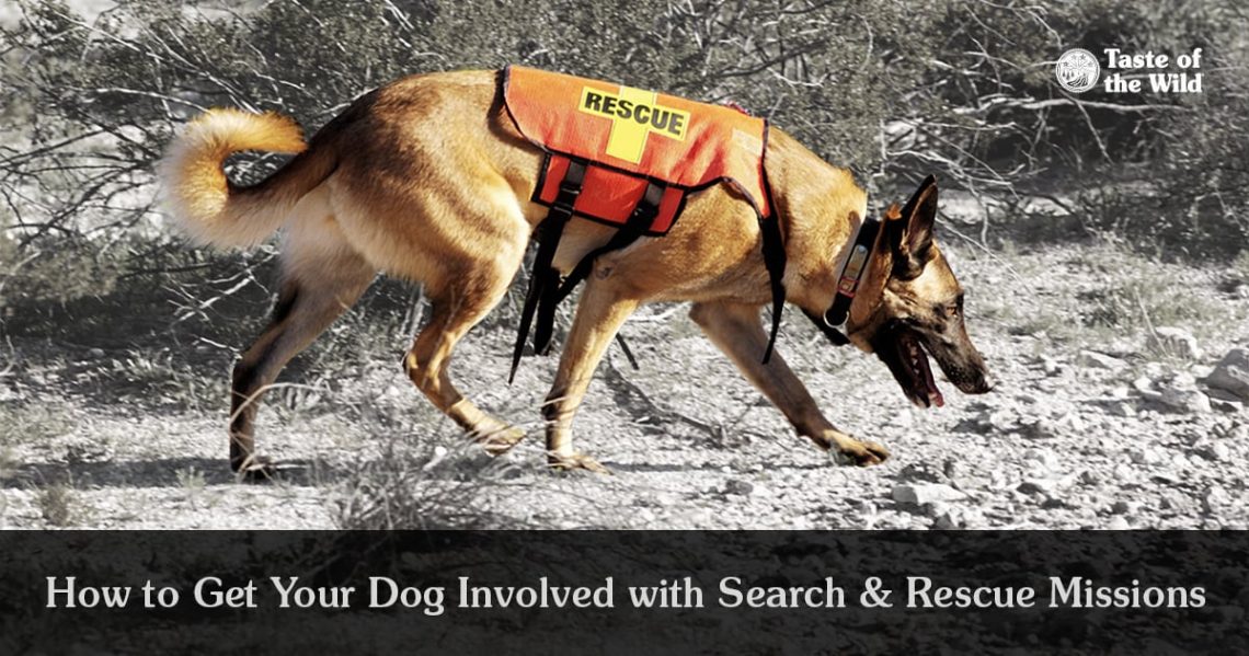 What Do Search and Rescue Dogs Do?
