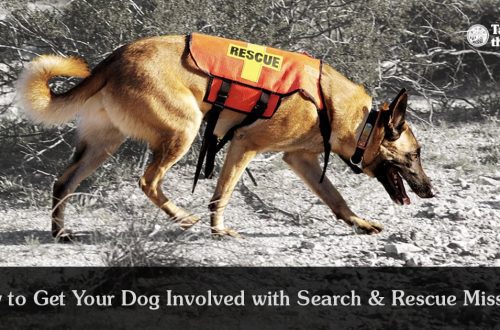 What Do Search and Rescue Dogs Do?