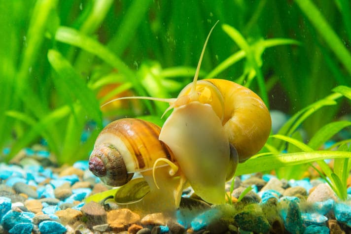 What do snails live in an aquarium and at home